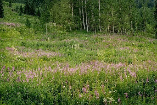 Jaynes Gallery 아티스트의 USA-Colorado-Gunnison National Forest Fireweed wildflowers and aspens in meadow작품입니다.